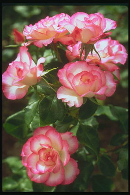 Bush białych róż z różowego brzegami płatków.