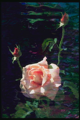 Composition. Rose in the reflection of water.