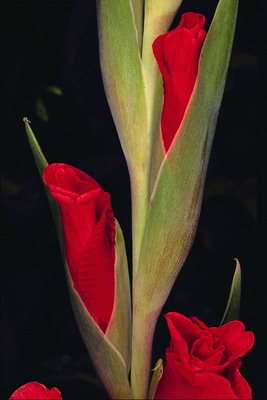 Saturated red gladiolus buds.