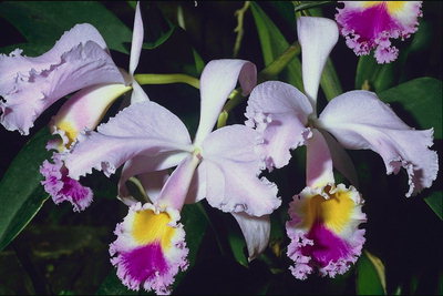 Orquídeas con pétalos lila-marginales.