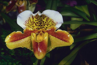 Gul tiger orkidé.