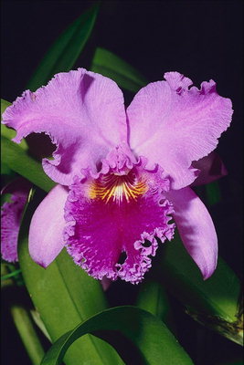 Pink iris med mørk lilla center.