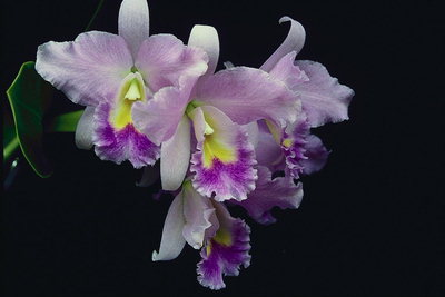 Branch of ljubičaste orhideje.