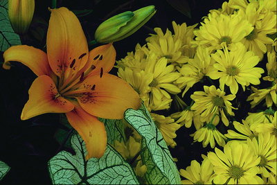 การประกอบของ chrysanthemums แสงอาทิตย์และสีส้ม lilies.