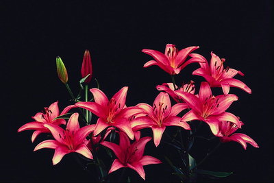 Pink lily med mørk rød kantene.