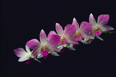 Den gren av orkidéer med vita och rosa kronbladen.