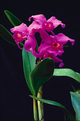 Sort orkideer med brede blade.