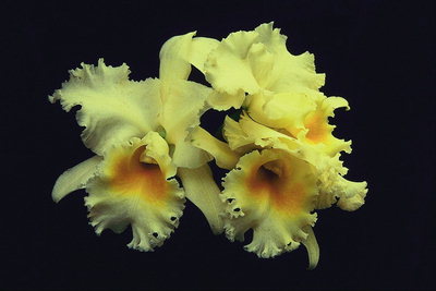 Бледно-желтый тюльпаны с оранжевой сердцевиной