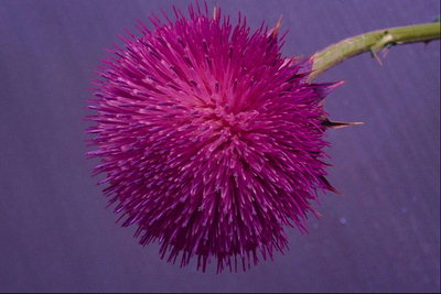 Fluffy tumman karmiininpunainen kukka Thorns.
