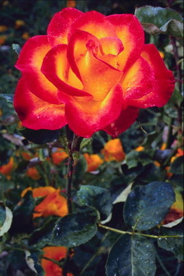 Oranžinės rožės su liepsnos raudona kraštų į Petals.