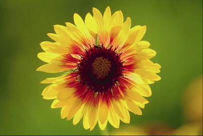 Flor amarilla matices