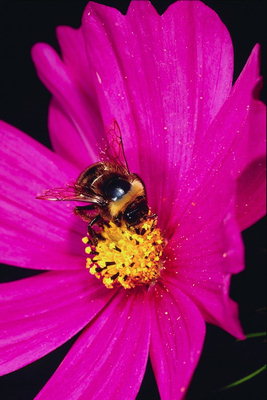 Pink tusenfryd med pollen på petals og Bee.