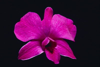 En colores rosa orquídea.