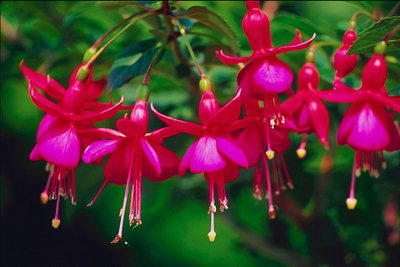 Die Filiale von Fuchsia, rosa Glocken