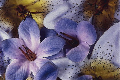 Komposisi dengan ungu bunga.