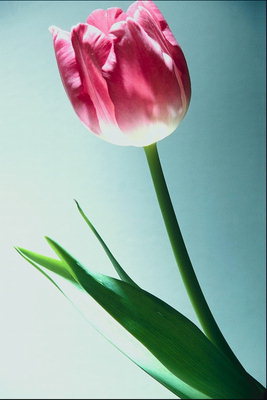 Lone tulipa em cores rosa.