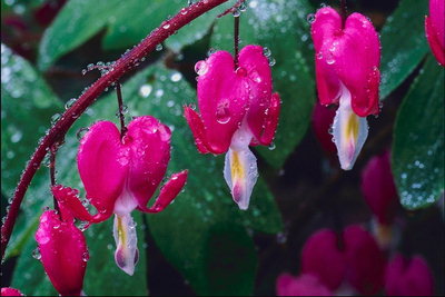 Kwiaty w sercu po deszczu.