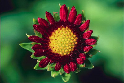 Φλόγα-κόκκινο λουλούδι με πέταλα χνουδάτος
