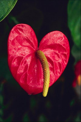 Raudona gėlė su blizgaus Petals.
