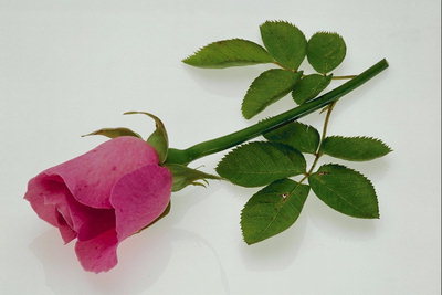 Бутон темно-розовой розы.
