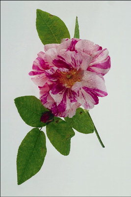 Grenen av hund-rose blomst med en lys rosa uttrykt nervate