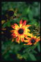 Una flor con pétalos de color amarillo naranja brillante y bordes