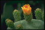 Kaktus bunga. Orange Bud.