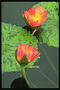 Разновидность водяной лилии. Оранжевый цветок.