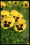 Sunny gula violer, med ett mörkt lila mitten.