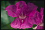 J bunga dengan tender nervate pink.