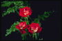 Een boeket van rode rozen en varen takken.