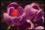 Lila azafrán yemas, con un brillo púrpura nervate expresado en gotas de rocío.