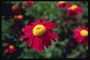 Merah daisy, dengan solar inti.