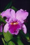Pink iris dengan gelap ungu pusat.