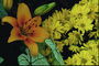 Komposisi dari solar chrysanthemums dan jeruk Lilies.