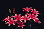 Pink lily dengan bera ujungnya.
