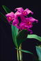 Raznolikost orhideje sa širokim lišćem.
