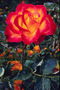 Оранжевая роза с огненно-красными краями лепестков.