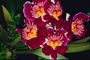 Sort orkidéer. Flame-röda kronbladen och ett gult hjärta i form av spotta