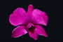 En colores rosa orquídea.