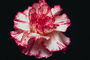 Carnation petali mal aħmar truf