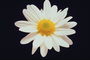 Blomsten hvit med sol-gul kjerne