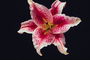Tiger Lily, růžová.