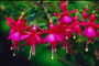 Cabang fuchsia, pink bells