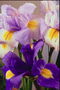 A kyticu tmavo fialové a lilac-biele Iris.