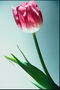 Lone tulip v ružových farbách.