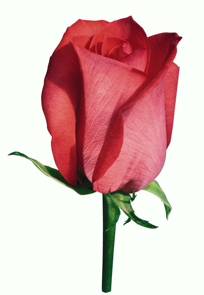 Бутон троянди червоної з жилками.