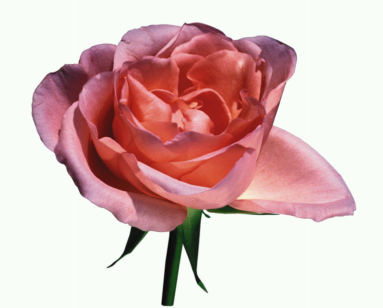 Rosebud rotonda con petali.