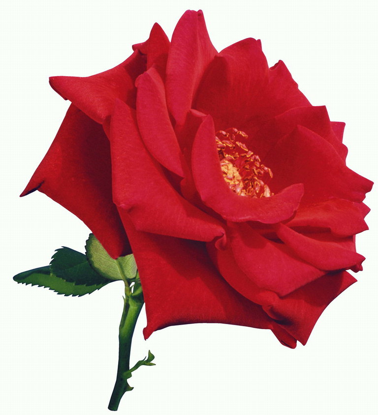 Rosa vermella cun corazón branco e arestas.