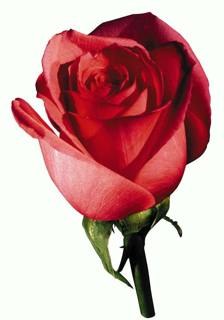 Rose kronbladens med rund form